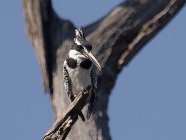 <h3><a href="/trips/safari/biota/animalia/chordata/aves/037 coraciiformes/003 alcedinidae/ceryle rudis/ceryle rudis-nl.html">Ceryle&nbsp;rudis</a> / Pied&nbsp;kingfisher / Bonte&nbsp;ijsvogel</h3>OM-1 met M.40-150mm F2.8 + MC-14, 1/1000 sec  bij F4.0, ISO 100, afstand 19.5&nbsp;m